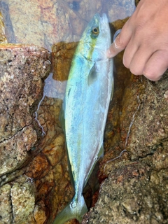 ツバスの釣果