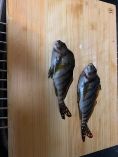 タカノハダイの釣果