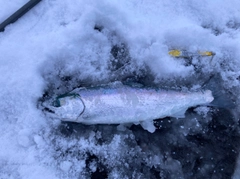 サクラマスの釣果