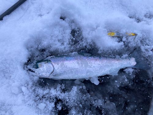 サクラマスの釣果