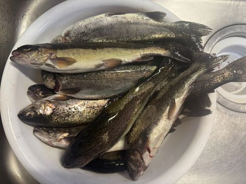 ニジマスの釣果