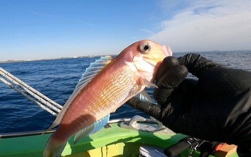 アマダイの釣果