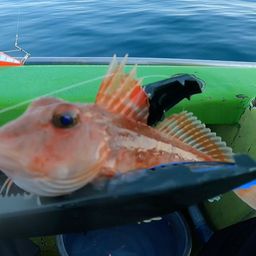 トゲカナガシラ