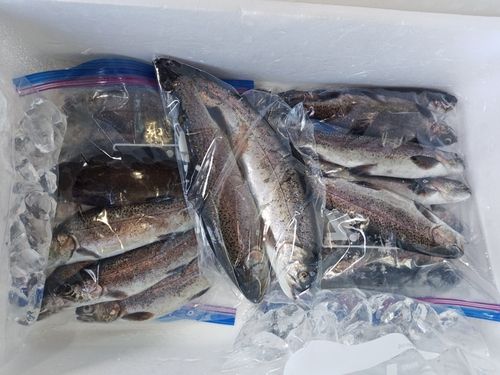 北方川釣り体験場マス釣り場