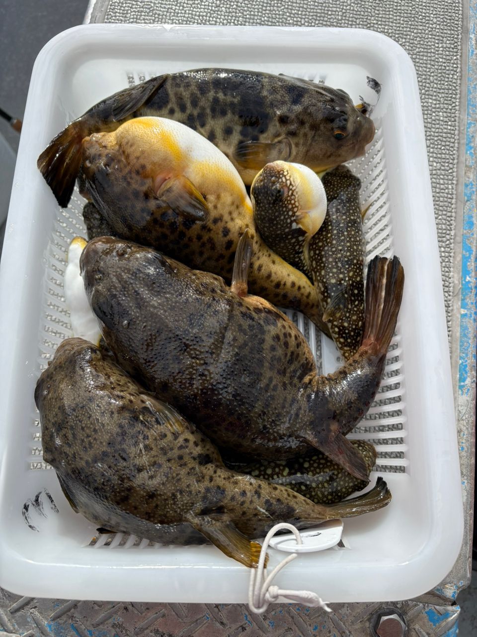 ロードグライダーさんの釣果 1枚目の画像