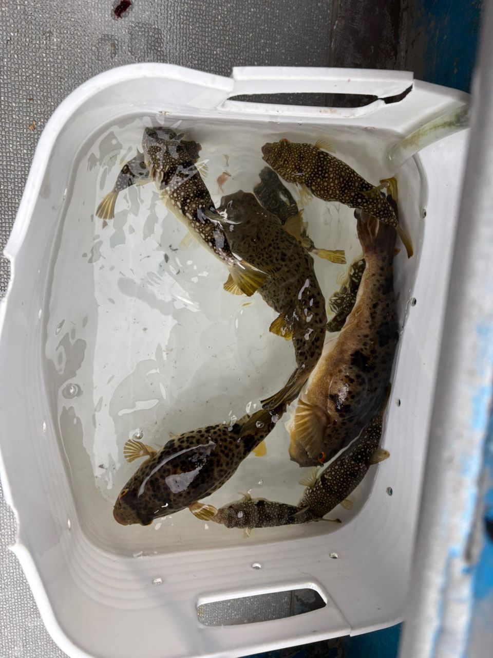 ロードグライダーさんの釣果 2枚目の画像