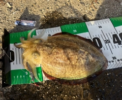 コウイカの釣果