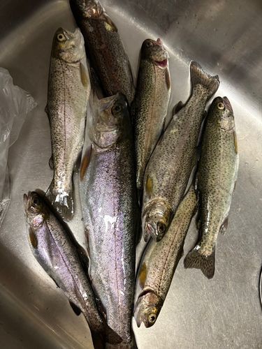 ニジマスの釣果