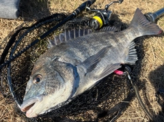 クロダイの釣果