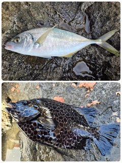 シマアジの釣果