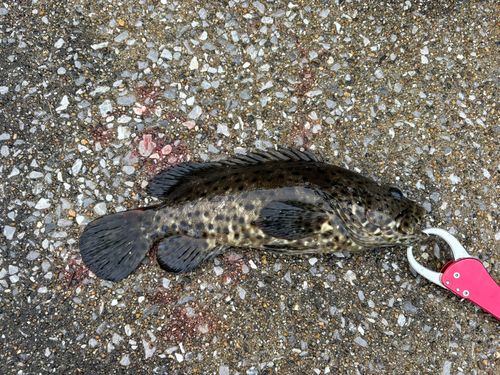 ヤイトハタの釣果