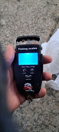 コウイカの釣果