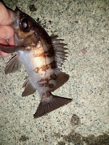 三陸海岸（岩手）