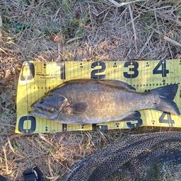 スモールマウスバス