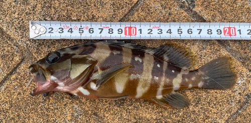 アカハタの釣果