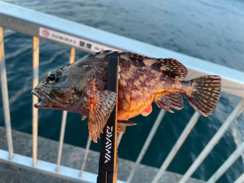 東京湾（アクアライン〜富津）