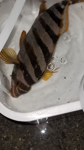 タカノハダイの釣果