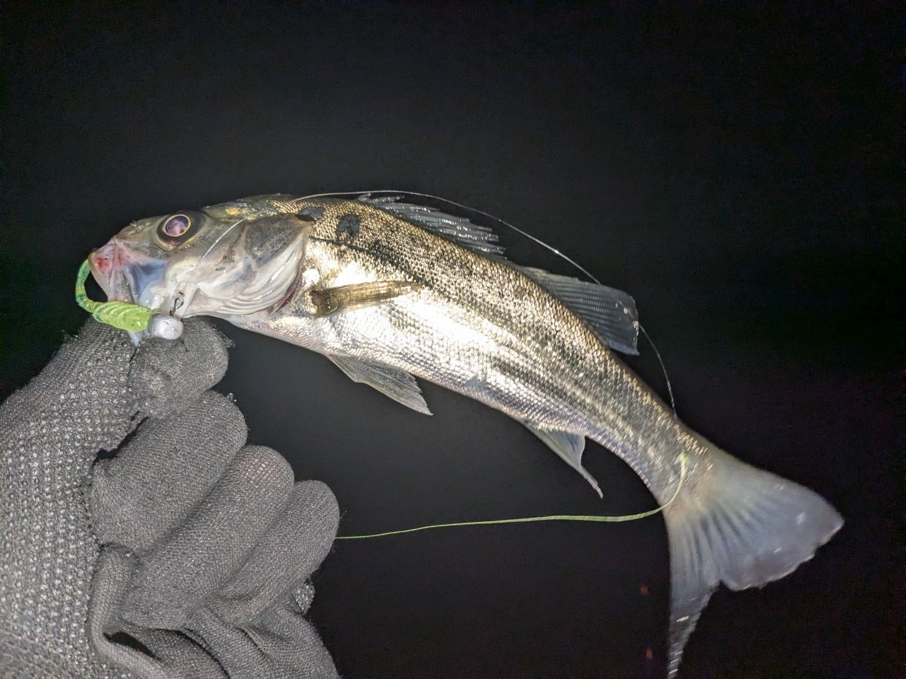 セイゴ（ヒラスズキ）