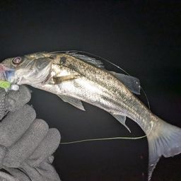 セイゴ（ヒラスズキ）