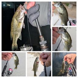 ラージマウスバス