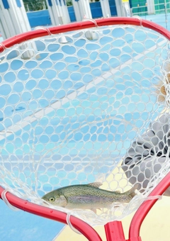 ニジマスの釣果