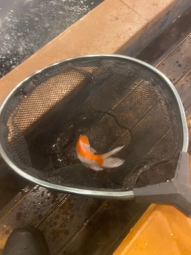 キンギョの釣果