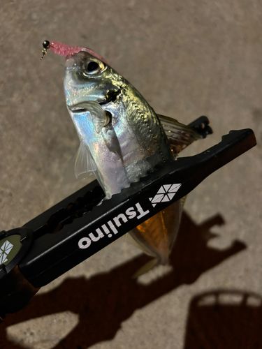 下田港（伊豆半島）