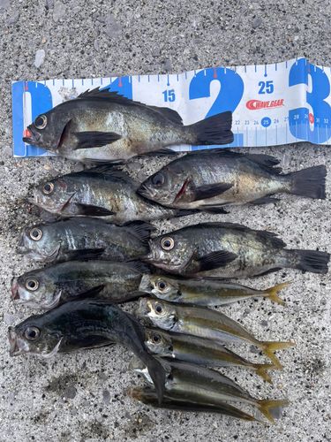 アオメバルの釣果