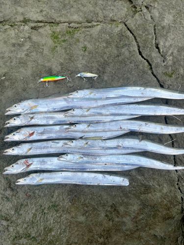 タチウオの釣果