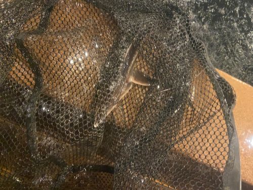 チョウザメの釣果