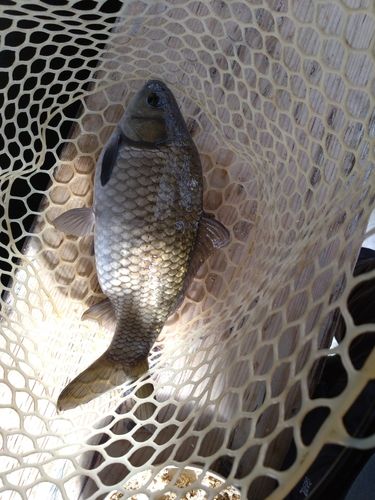 ヘラブナの釣果