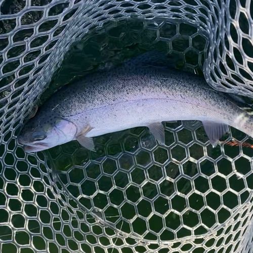 レインボートラウトの釣果