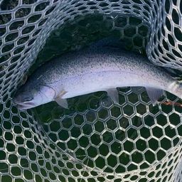 レインボートラウト