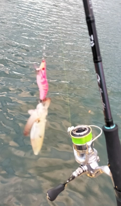 ヒイカの釣果