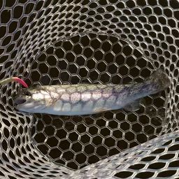 レインボートラウト