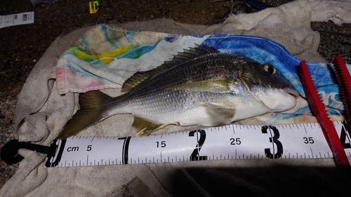 クロダイの釣果