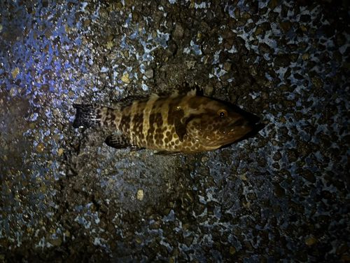 オオモンハタの釣果