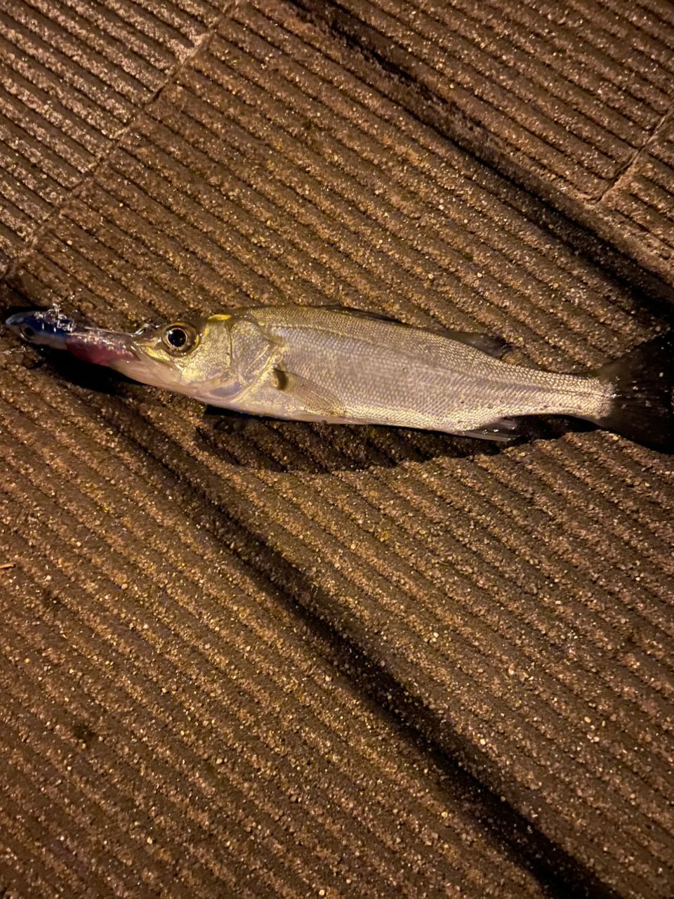 セイゴ（マルスズキ）