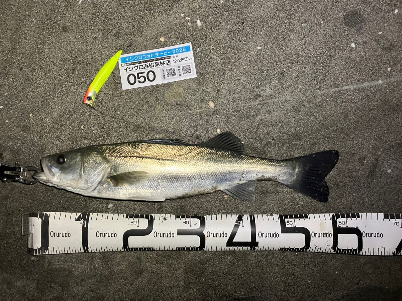 フッコ（マルスズキ）