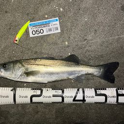 フッコ（マルスズキ）