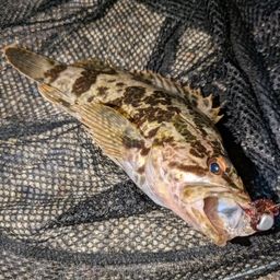 タケノコメバル