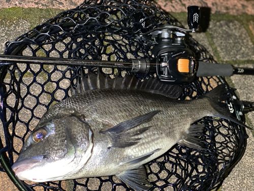 チヌの釣果