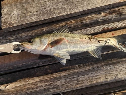 スズキの釣果