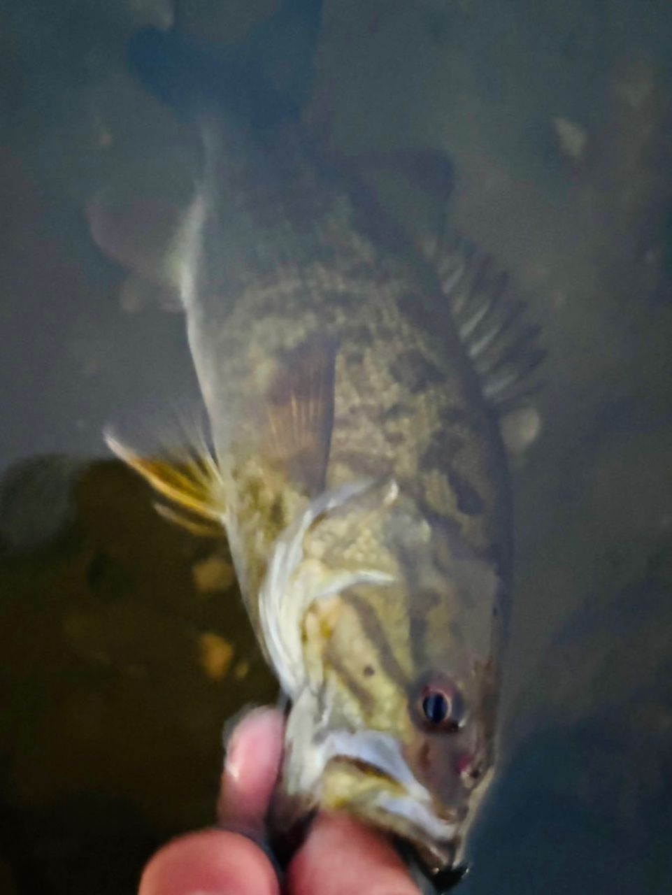 スモールマウスバス