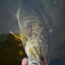 スモールマウスバス