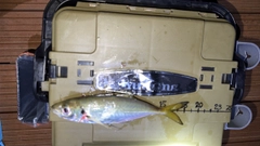 マアジの釣果