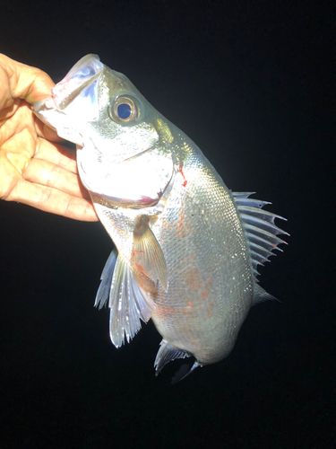 ヒラスズキの釣果