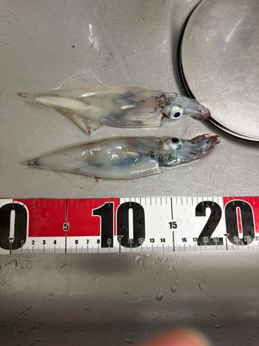 イカの釣果
