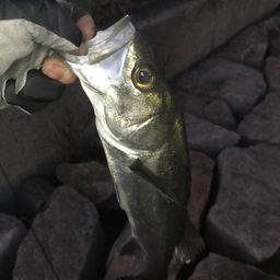 ハネ（ヒラスズキ）