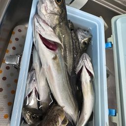 セイゴ（タイリクスズキ）